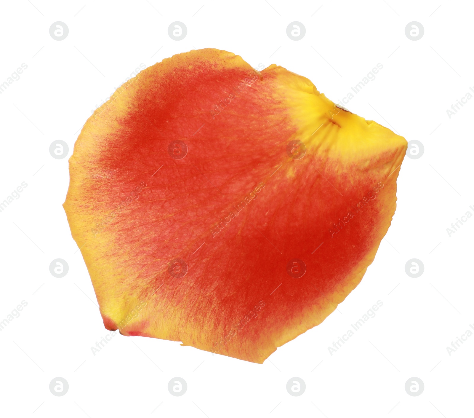 Photo of Beautiful yellow and red rose petal isolated on white