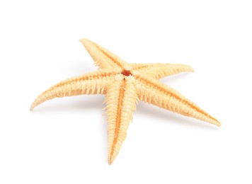 Photo of Beautiful sea star (starfish) isolated on white