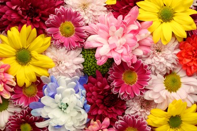 Photo of Many different beautiful chrysanthemums as background, closeup