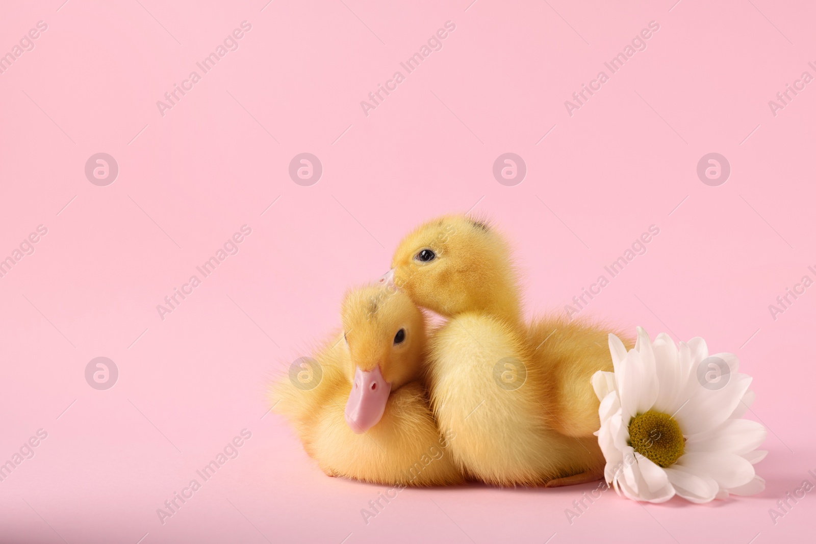 Photo of Baby animals. Cute fluffy ducklings sitting near flower on pink background, space for text