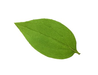 Photo of Leaf of jasmine plant isolated on white