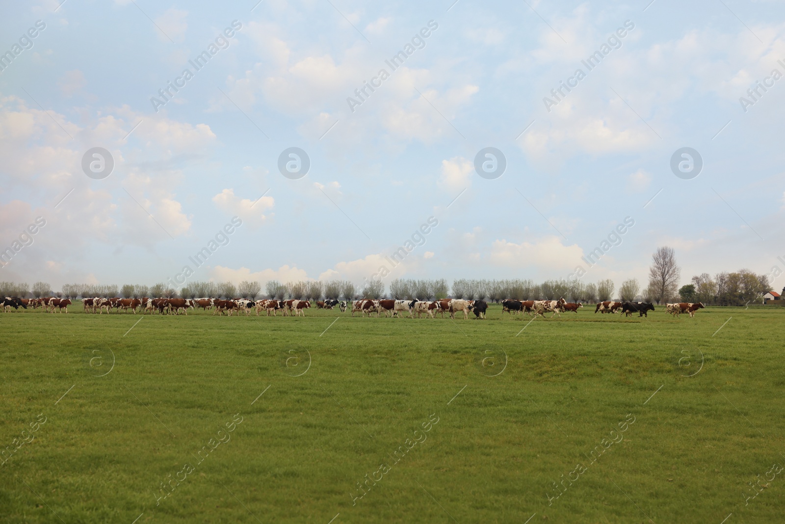 Photo of Herd of cows grazing on pasture. Farm animal