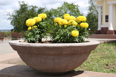 Photo of Beautiful yellow flowers in stone plant pot outdoors on sunny day