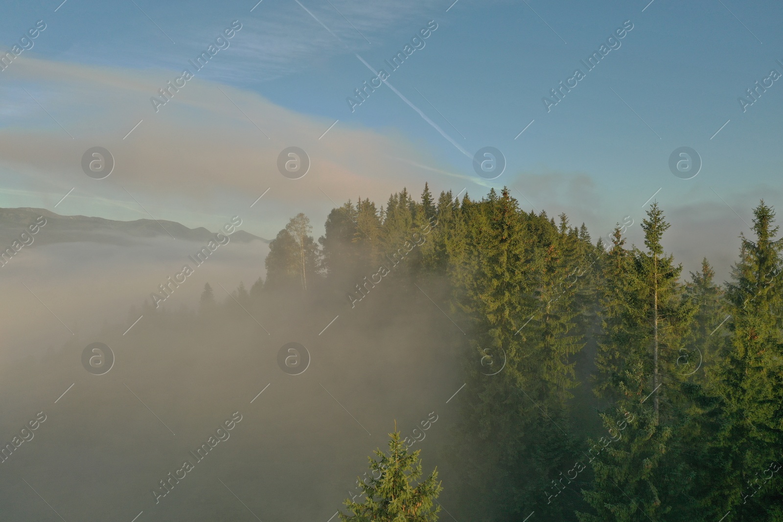 Photo of Aerial view of beautiful mountains and conifer trees on foggy morning