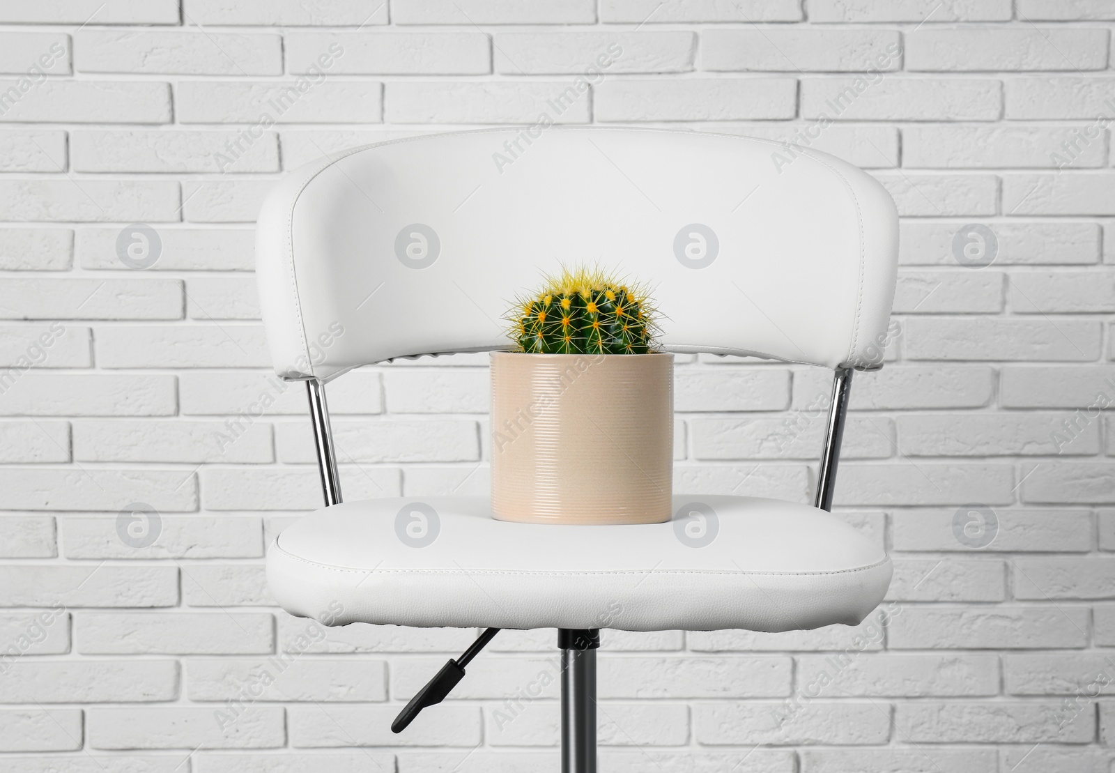 Photo of Chair with cactus near white brick wall. Hemorrhoids concept
