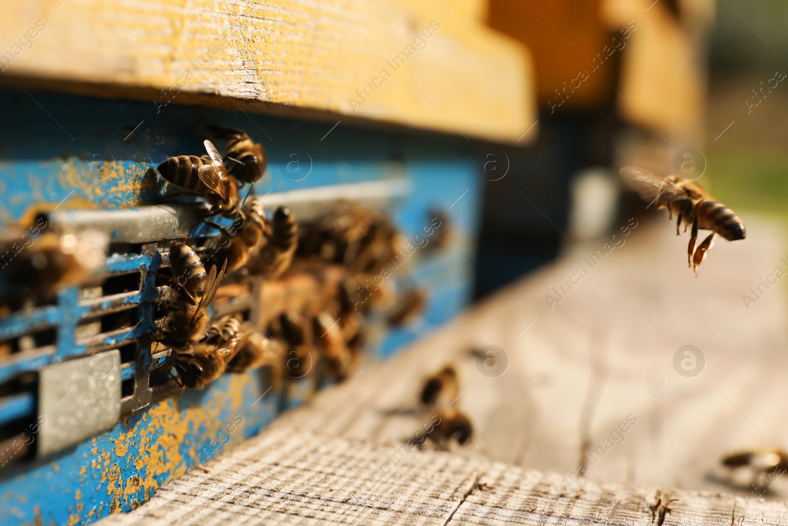 Photo of Closeup view of wooden hive with honey bees on sunny day