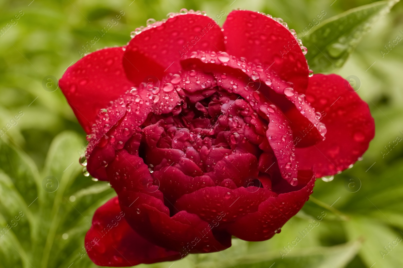 Photo of Beautiful red peony flower with dew drops outdoors, closeup