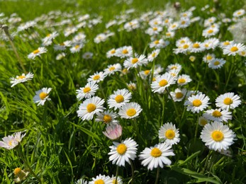 Photo of Beautiful white daisy flowers and green grass growing in meadow