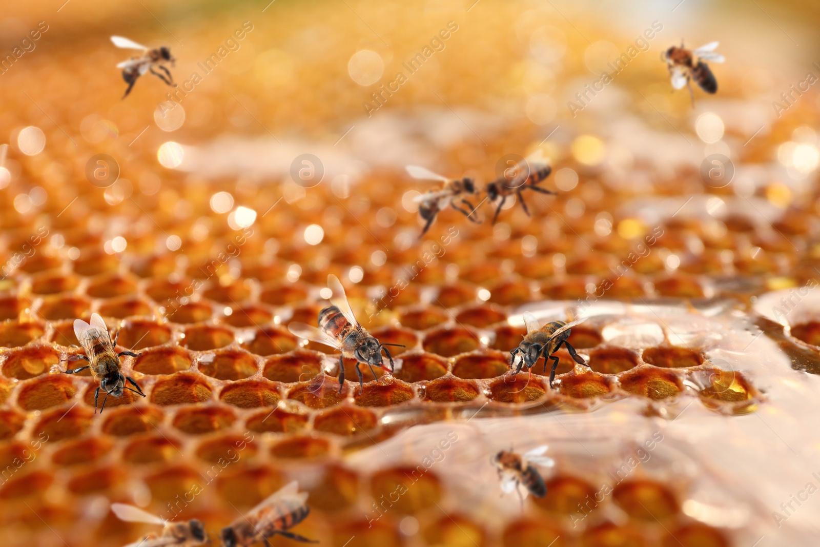 Image of Uncapped filled honeycomb and bees, closeup view