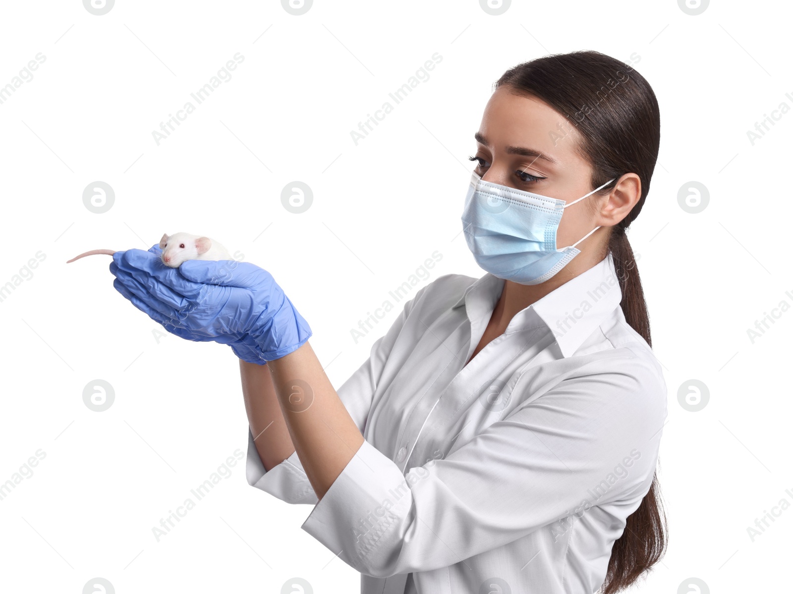 Photo of Scientist holding rat on white background. Animal testing