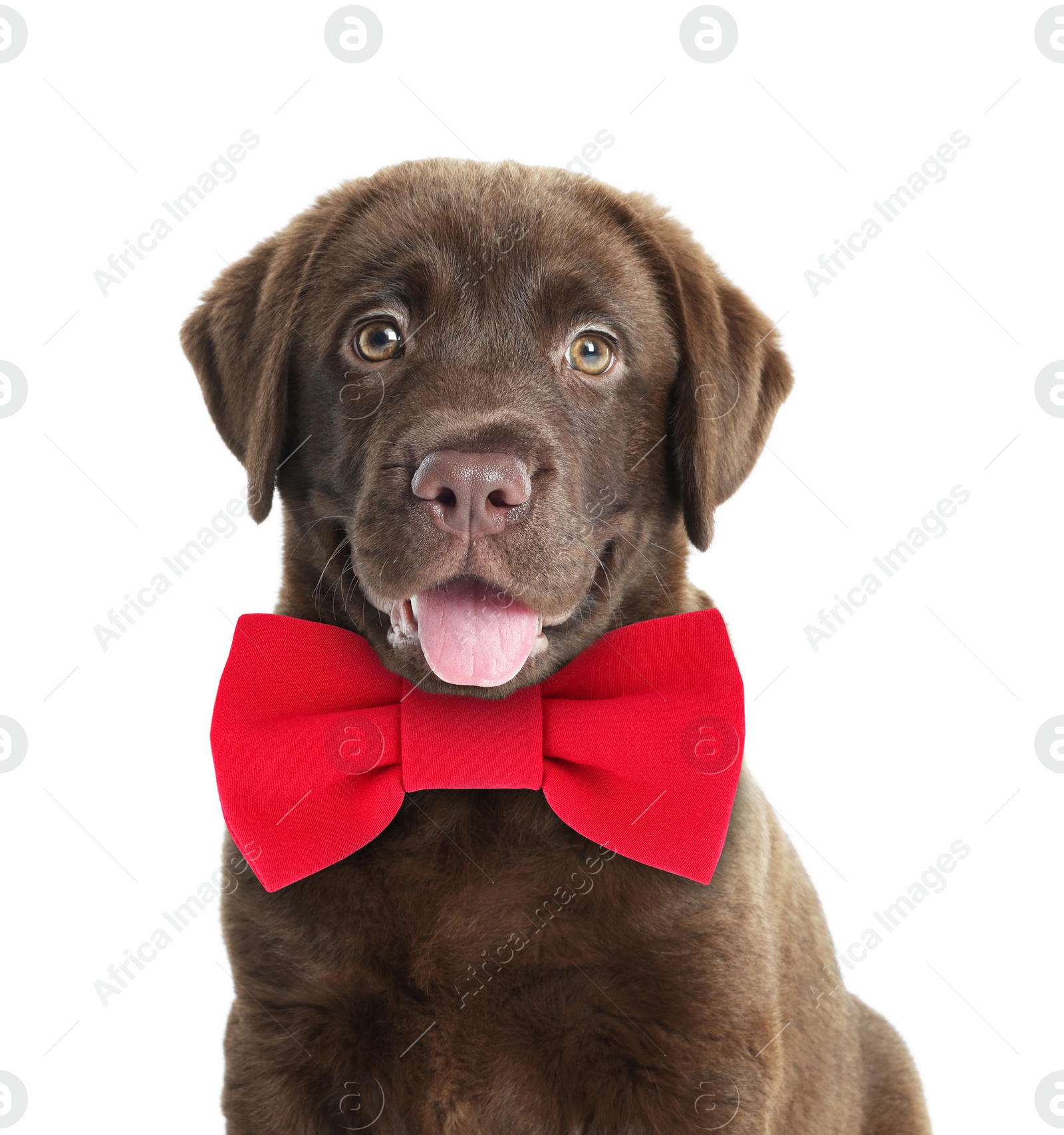 Image of Cute chocolate Labrador Retriever puppy with red bow tie on white background