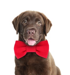 Image of Cute chocolate Labrador Retriever puppy with red bow tie on white background