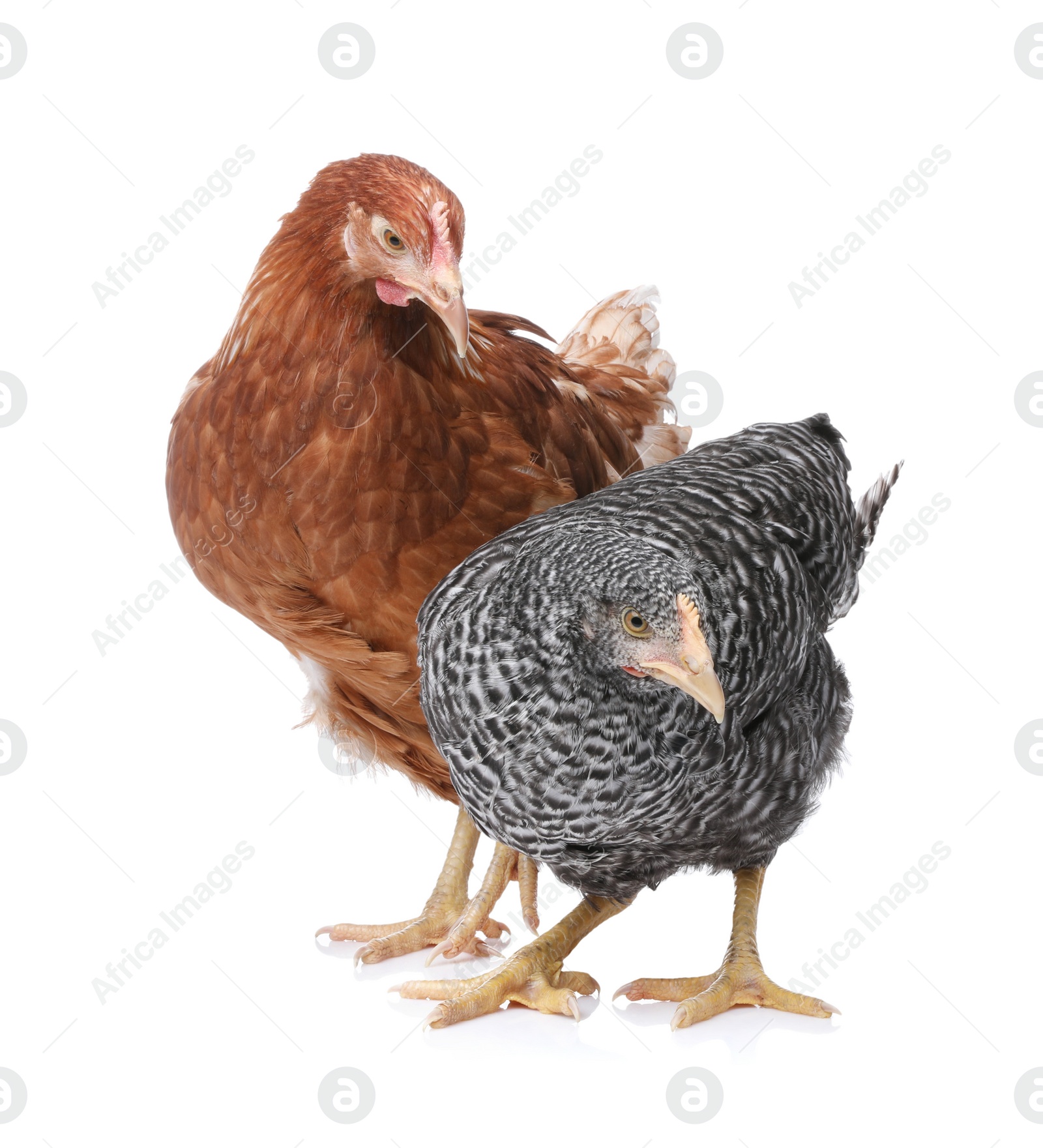 Photo of Two different beautiful chickens on white background. Domestic animals