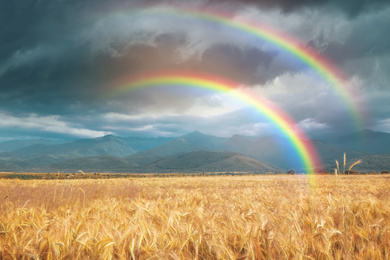 Image of Amazing double rainbow over wheat field under stormy sky
