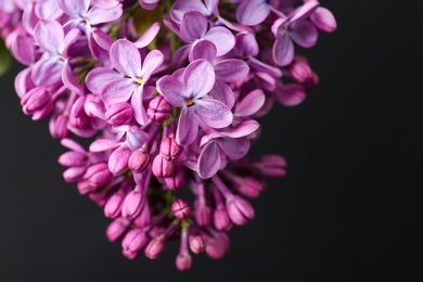 Beautiful blossoming lilac on dark background. Spring flowers