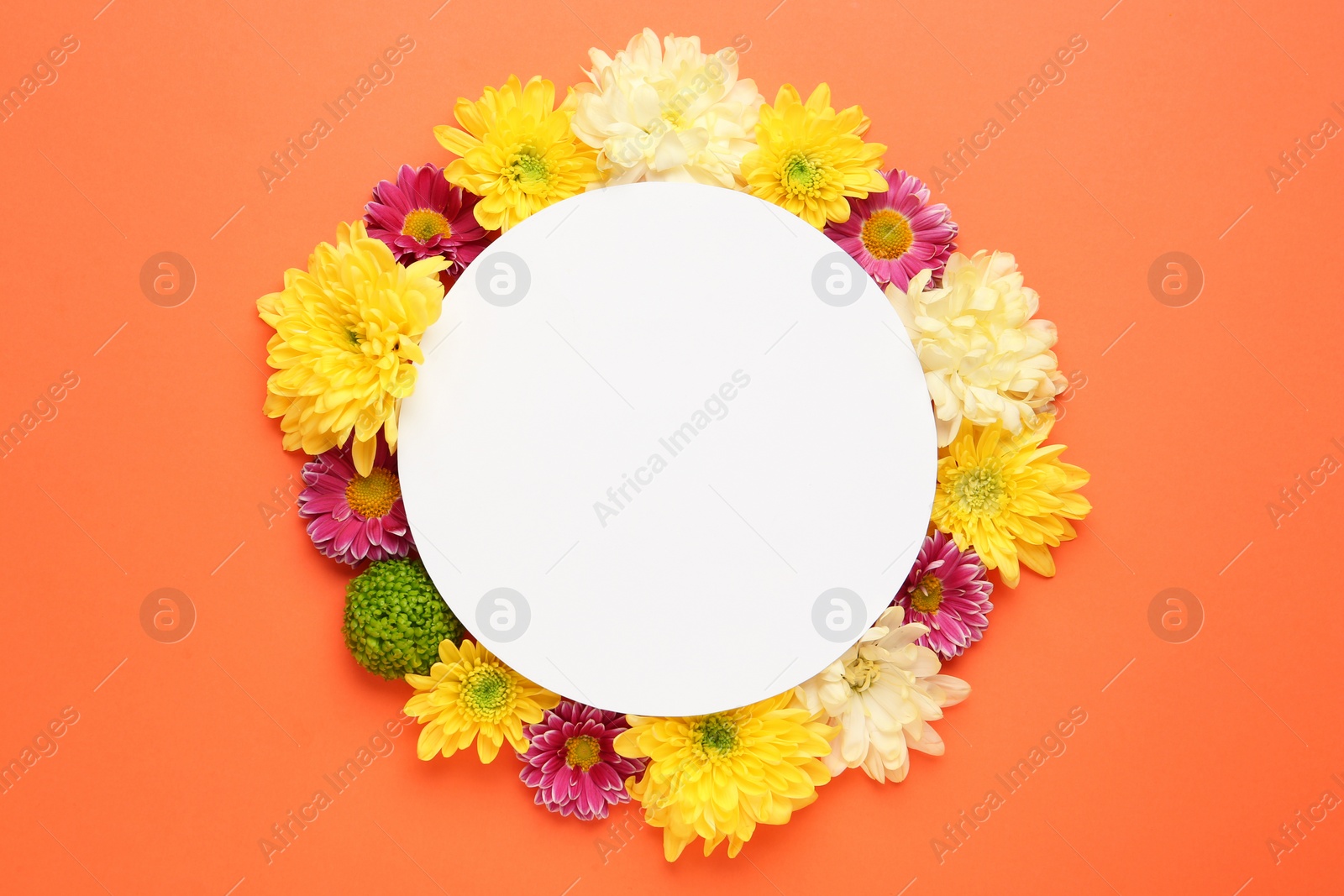 Photo of Frame made of beautiful chrysanthemum flowers and blank card on orange background, flat lay. Space for text