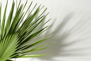 Tropical palm leaves casting shadow on white wall, space for text