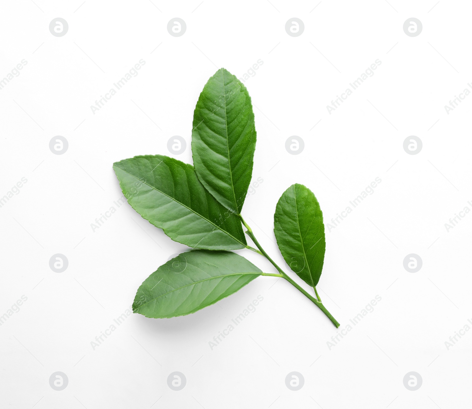 Photo of Fresh twig with green citrus leaves on white background, top view