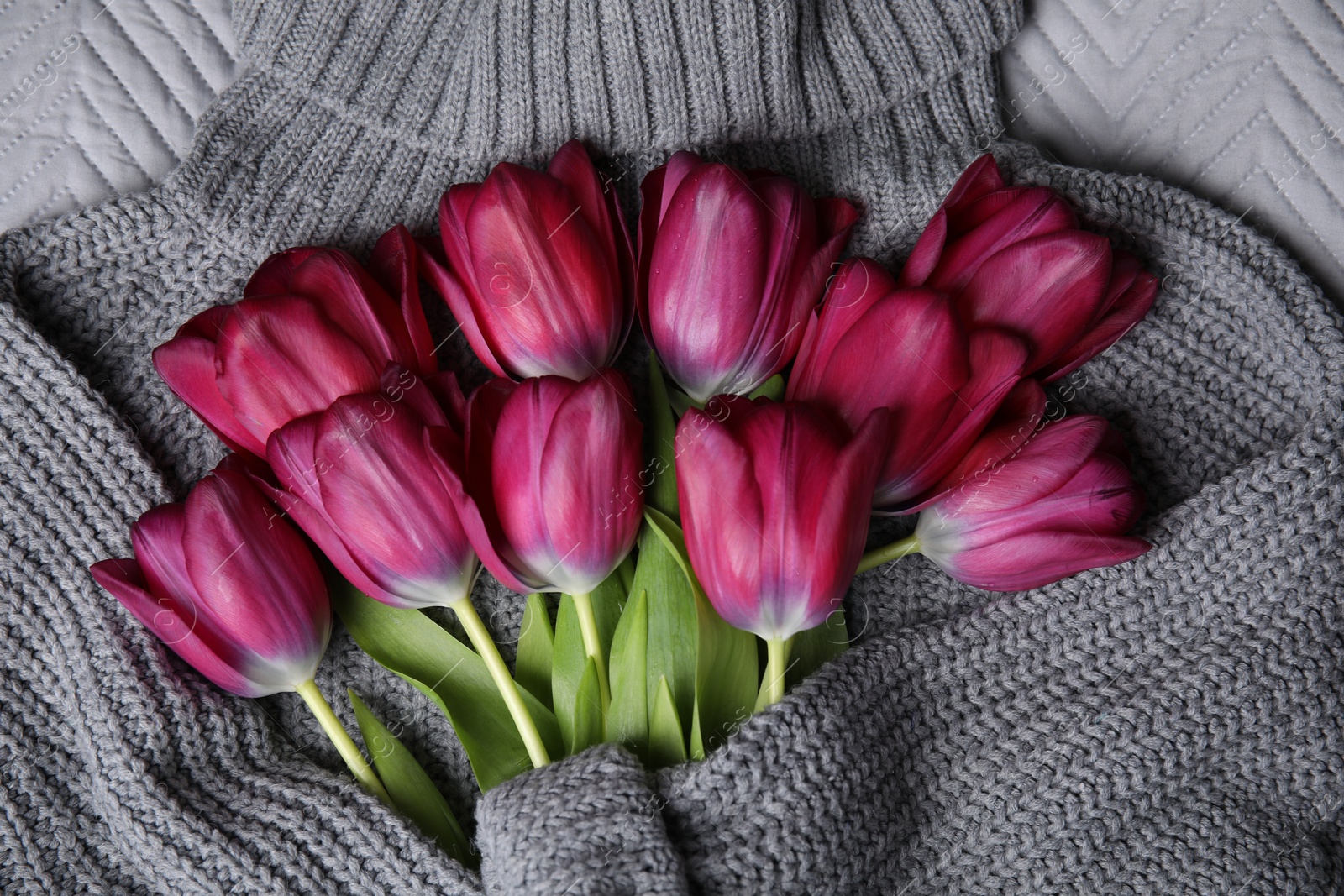 Photo of Beautiful purple tulips wrapped in gray sweater, top view