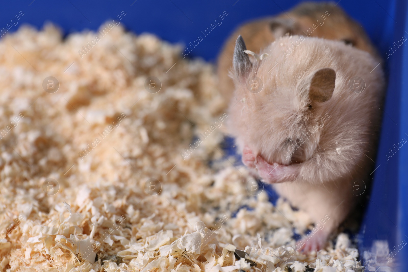 Photo of Cute little fluffy hamsters in cage. Space for text