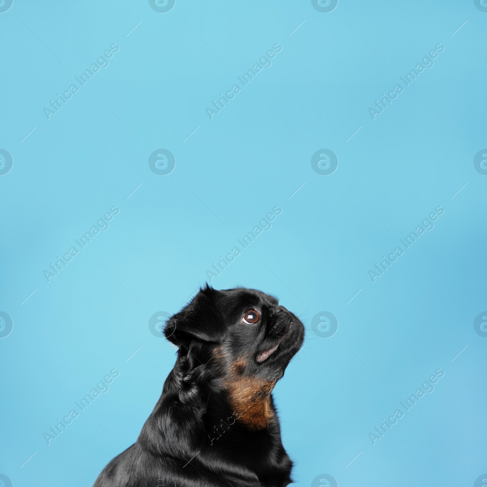 Photo of Adorable black Petit Brabancon dog on light blue background