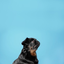 Photo of Adorable black Petit Brabancon dog on light blue background