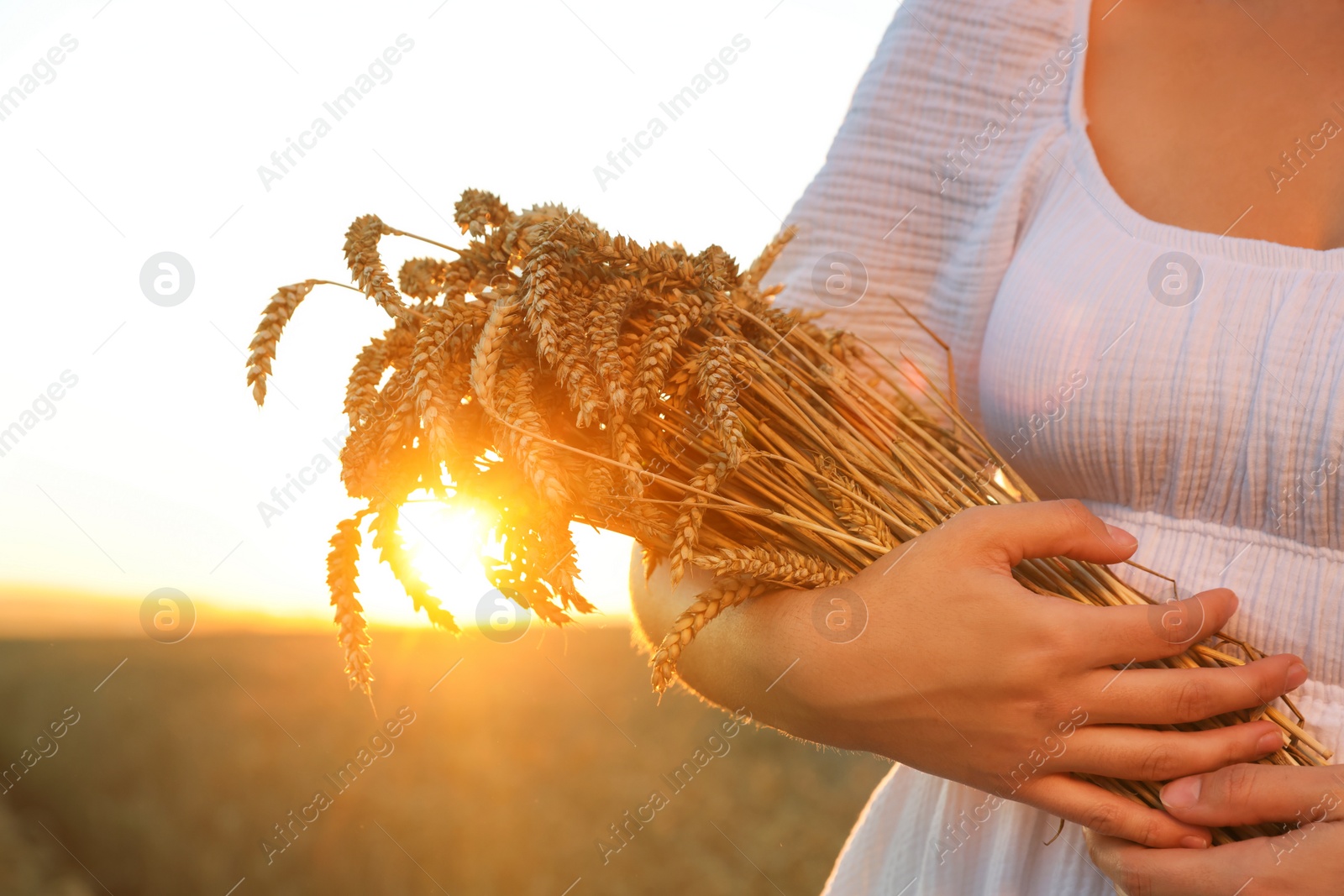 Photo of Young woman with bunch of wheat ears in field on sunny day, closeup