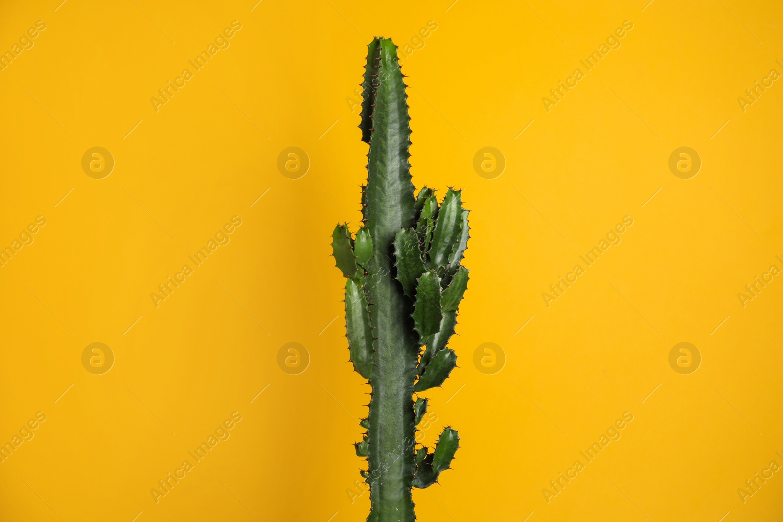 Photo of Beautiful cactus on yellow background. Tropical plant