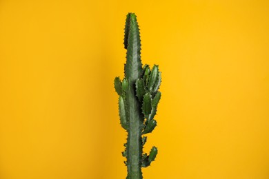 Beautiful cactus on yellow background. Tropical plant