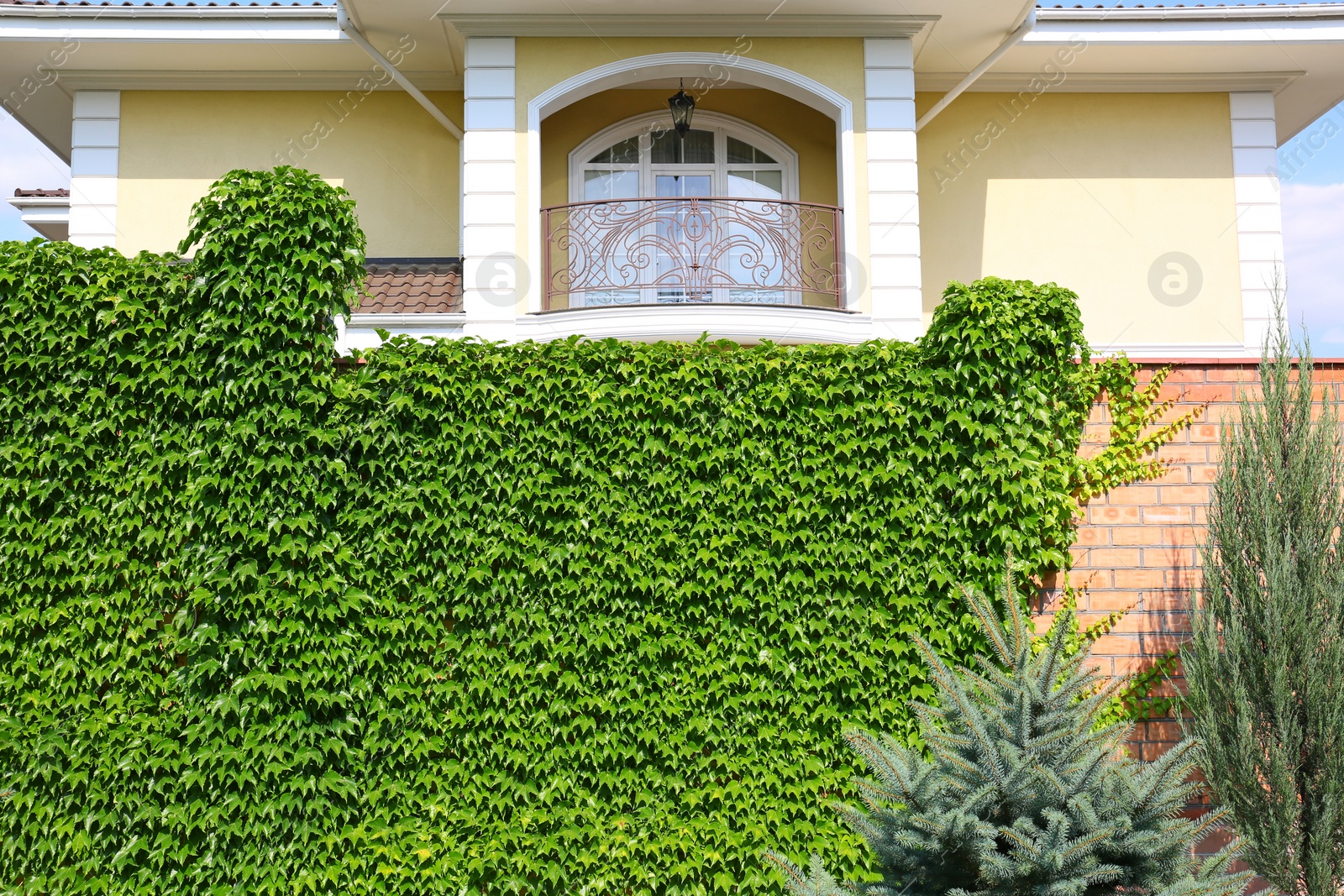 Photo of Fence covered with green ivy in garden near modern house