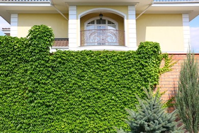 Fence covered with green ivy in garden near modern house