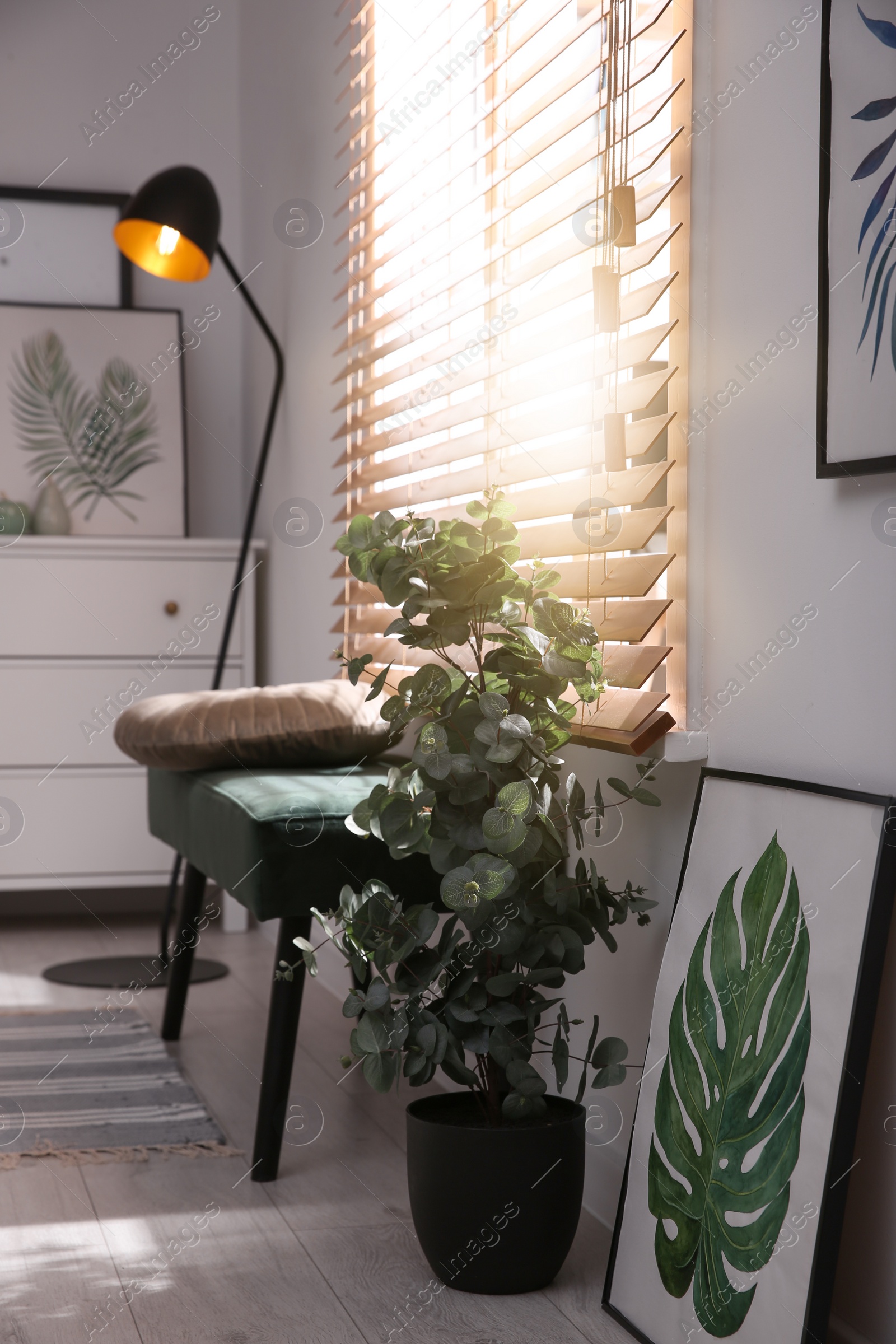 Photo of Stylish room interior with green eucalyptus tree, floral paintings and bench