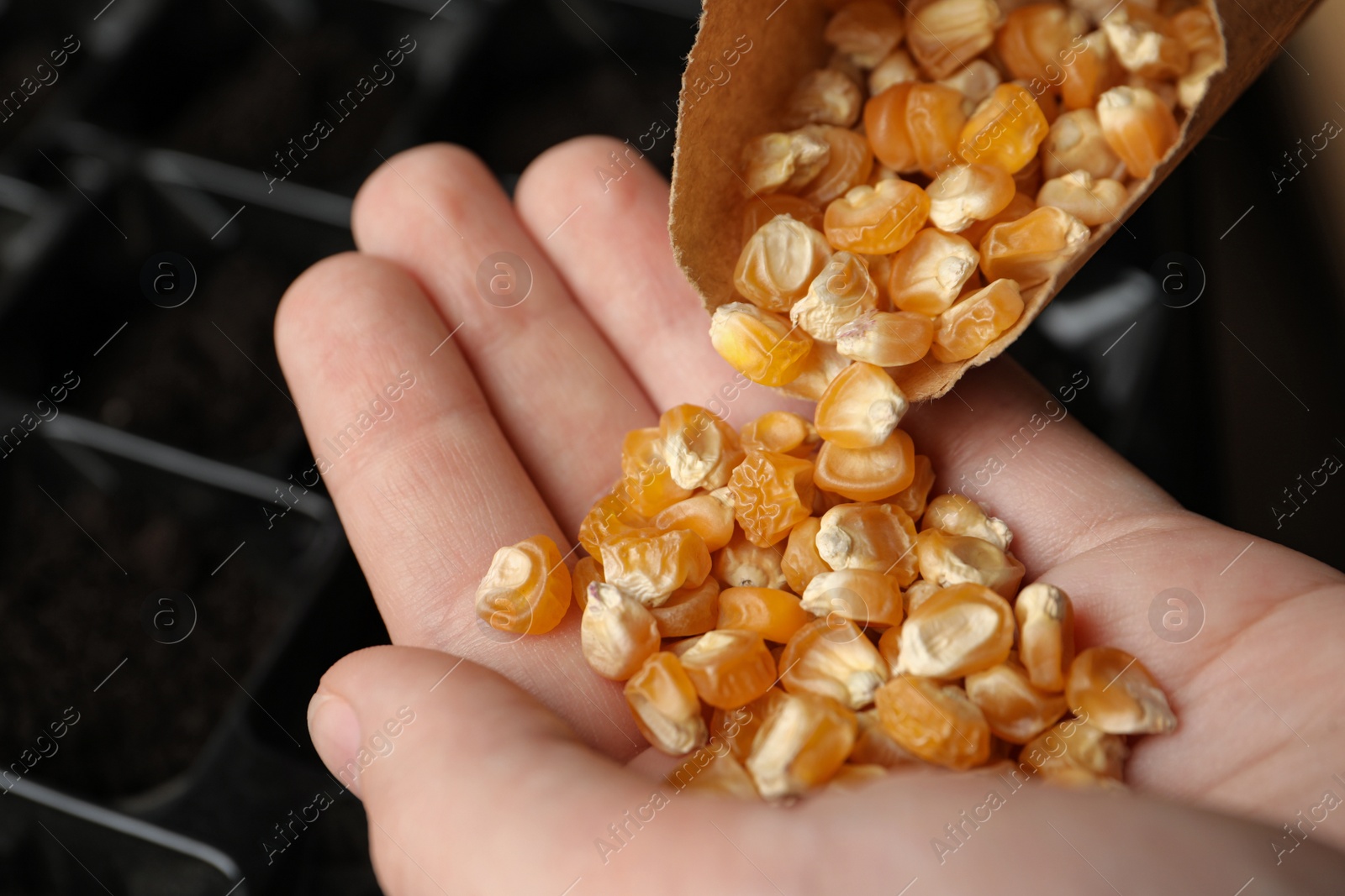 Photo of Woman pouring corn seeds from paper bag into hand, closeup. Vegetable planting