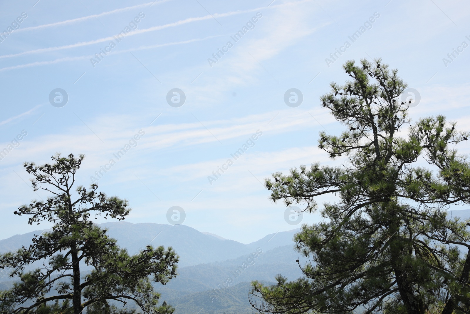 Photo of Beautiful conifer trees against mountains on sunny day