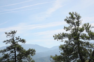 Beautiful conifer trees against mountains on sunny day