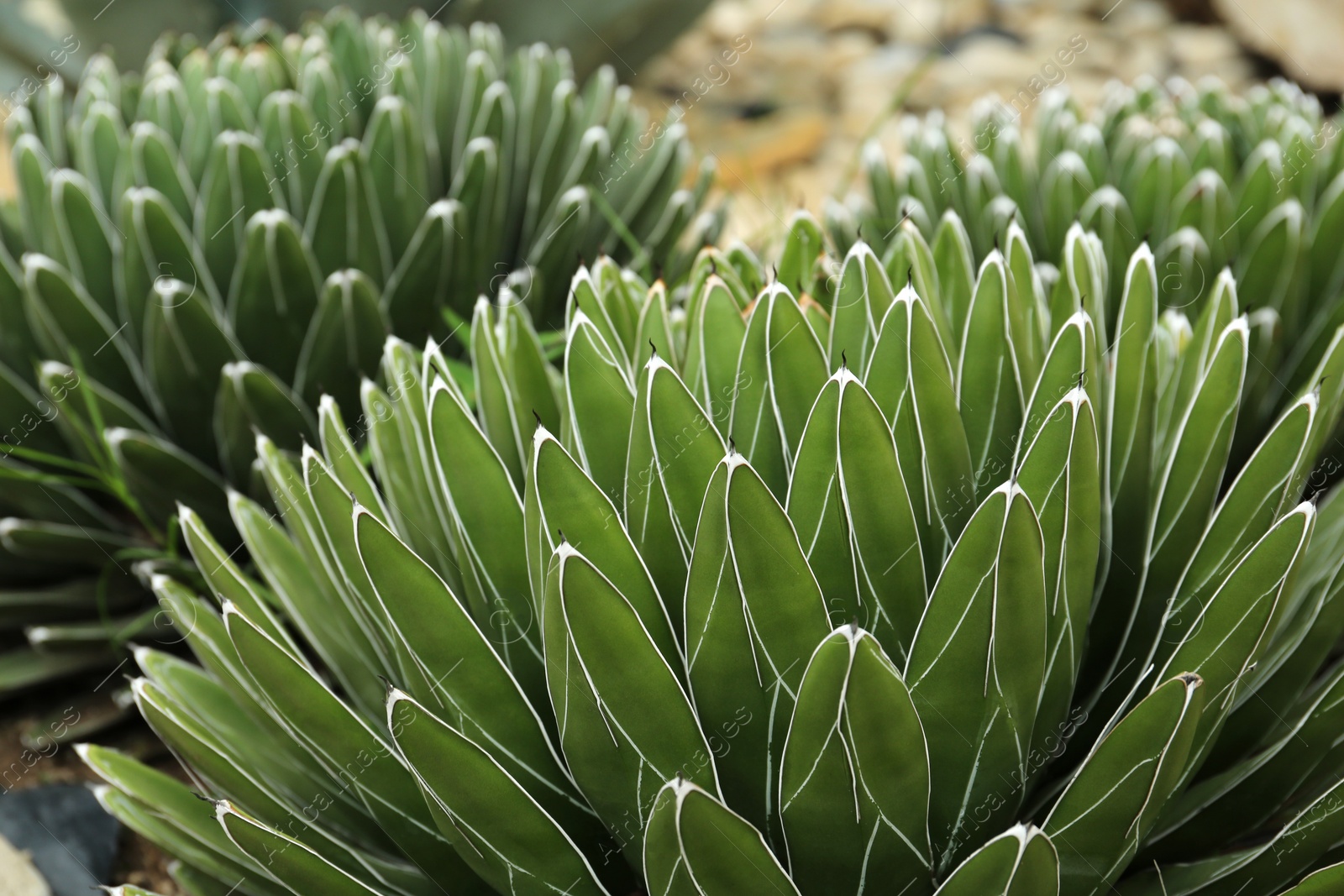 Photo of Beautiful green agave growing outdoors, closeup. Succulent plant