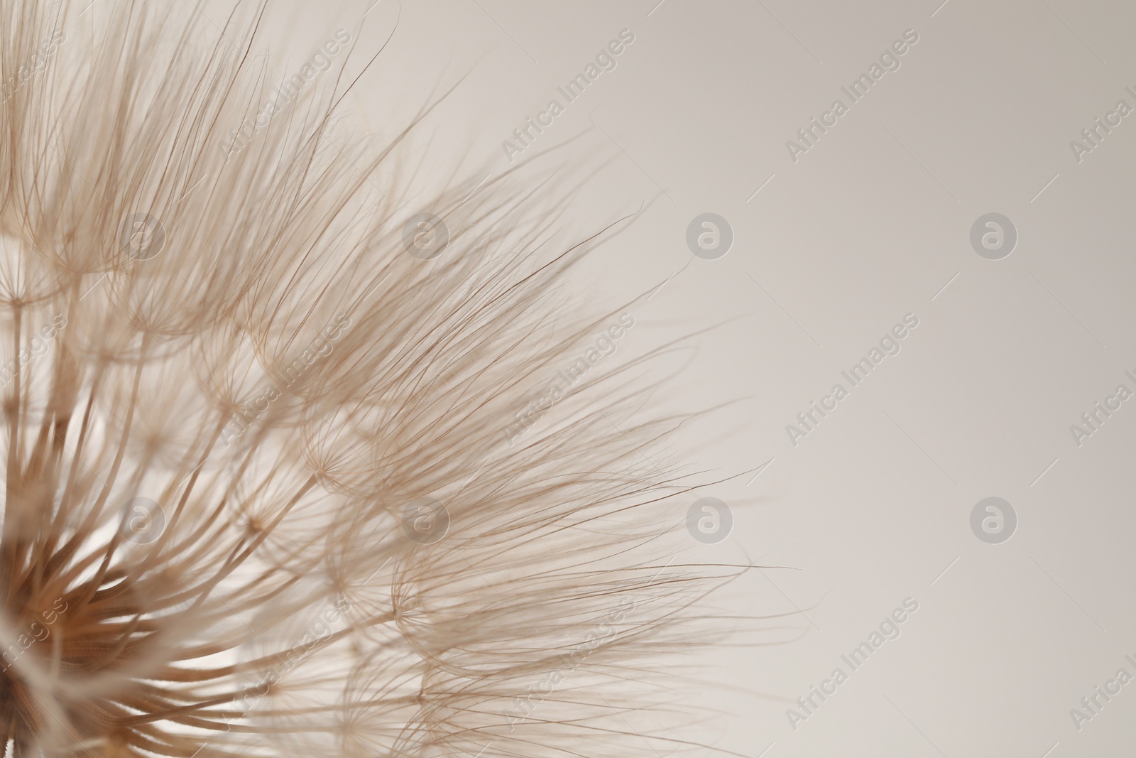 Photo of Beautiful fluffy dandelion flower on beige background, closeup. Space for text