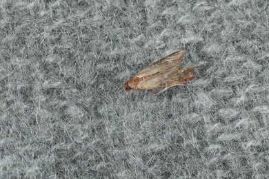 Common clothes moth (Tineola bisselliella) on light grey knitted fabric, closeup