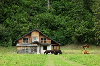 Beautiful horses grazing on meadow near house and forest