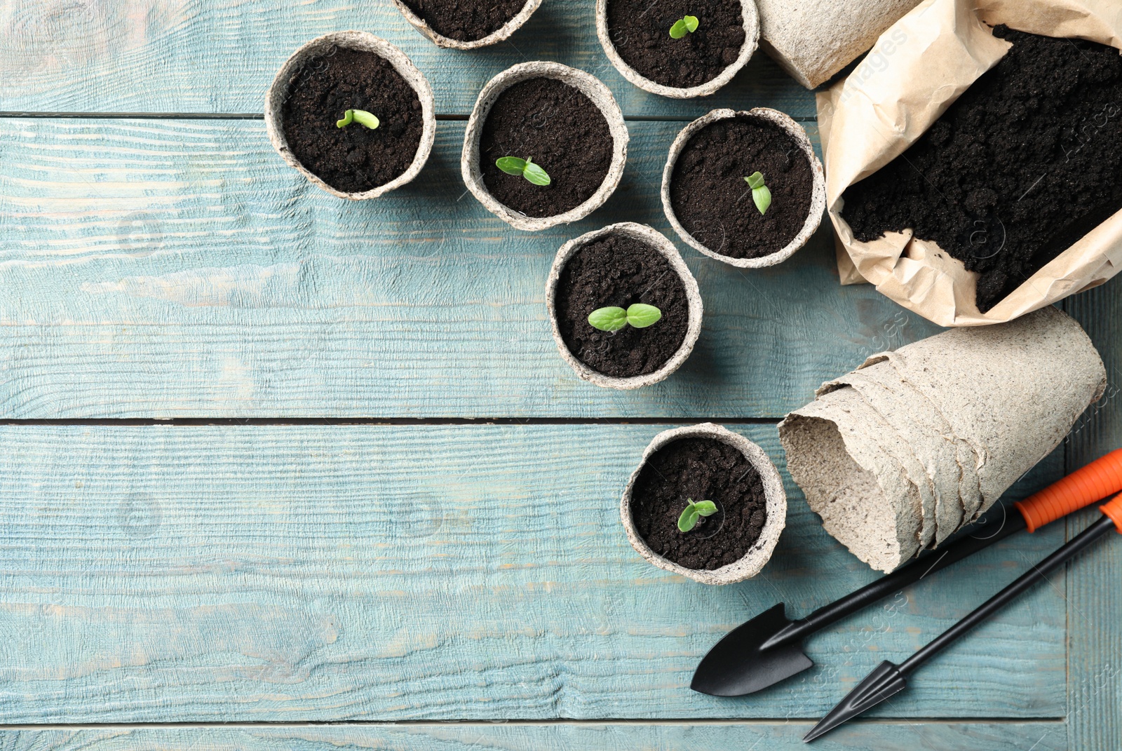 Photo of Young seedlings and gardening tools on light blue wooden table, flat lay. Space for text