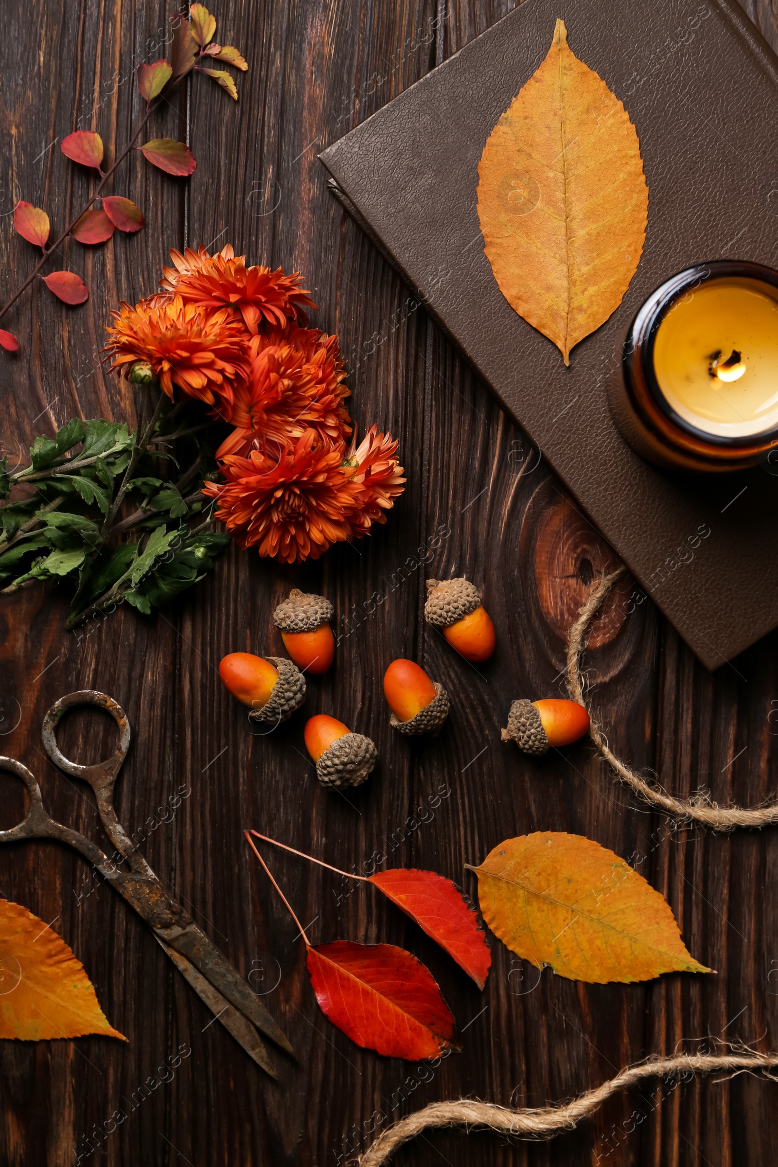 Photo of Flat lay composition with beautiful chrysanthemum flowers, autumn leaves and acorns on wooden table