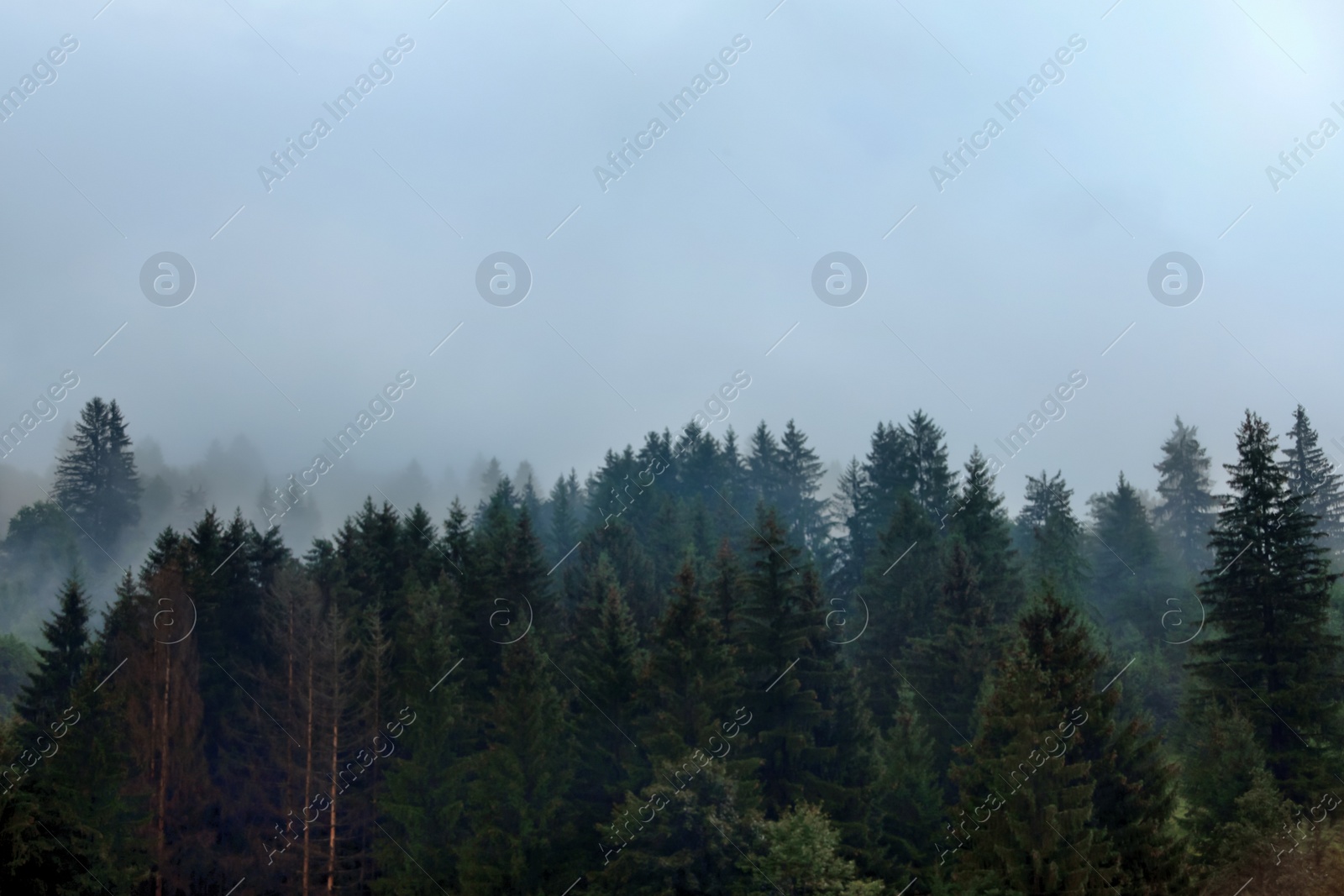 Photo of Picturesque view of mountain forest in foggy morning