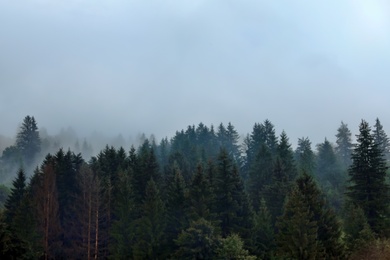 Photo of Picturesque view of mountain forest in foggy morning