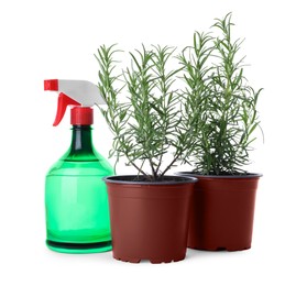 Aromatic green potted rosemary and spray bottle on white background