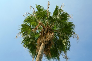 Photo of Tropical palm with beautiful green leaves against blue sky, low angle view