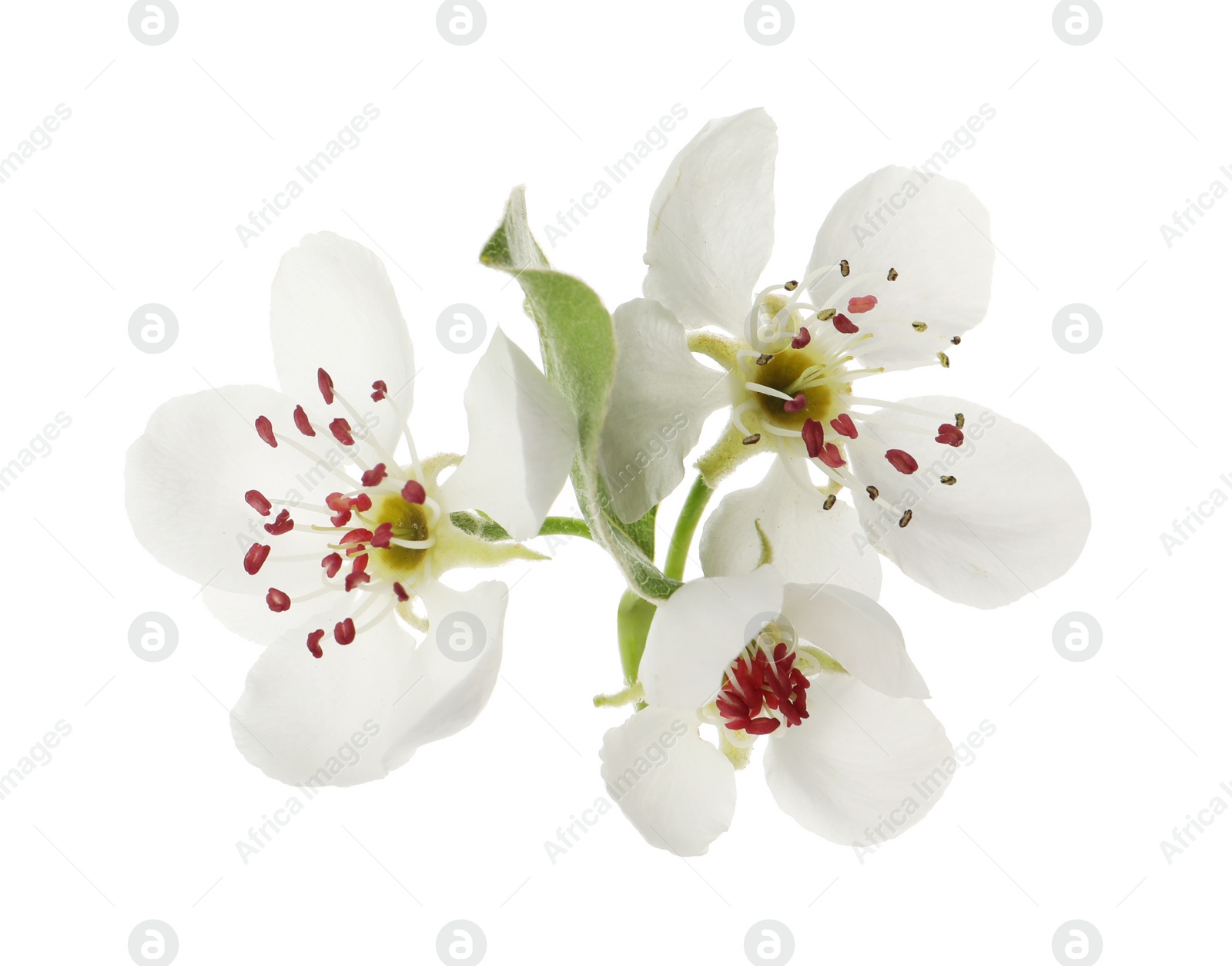 Photo of Beautiful flowers of blossoming pear tree on white background