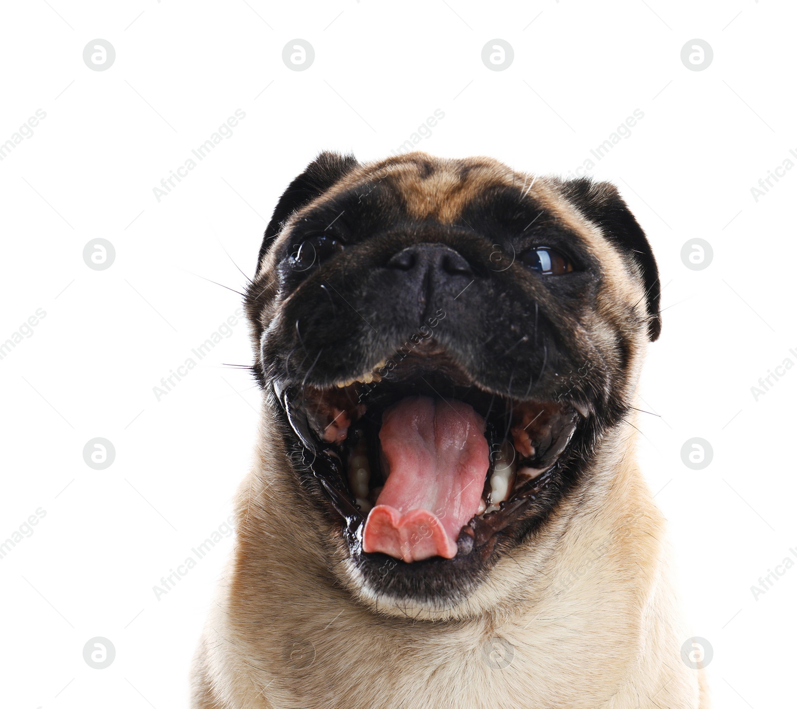 Photo of Happy cute pug dog isolated on white