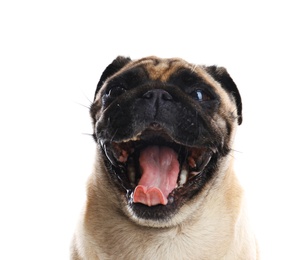 Happy cute pug dog isolated on white