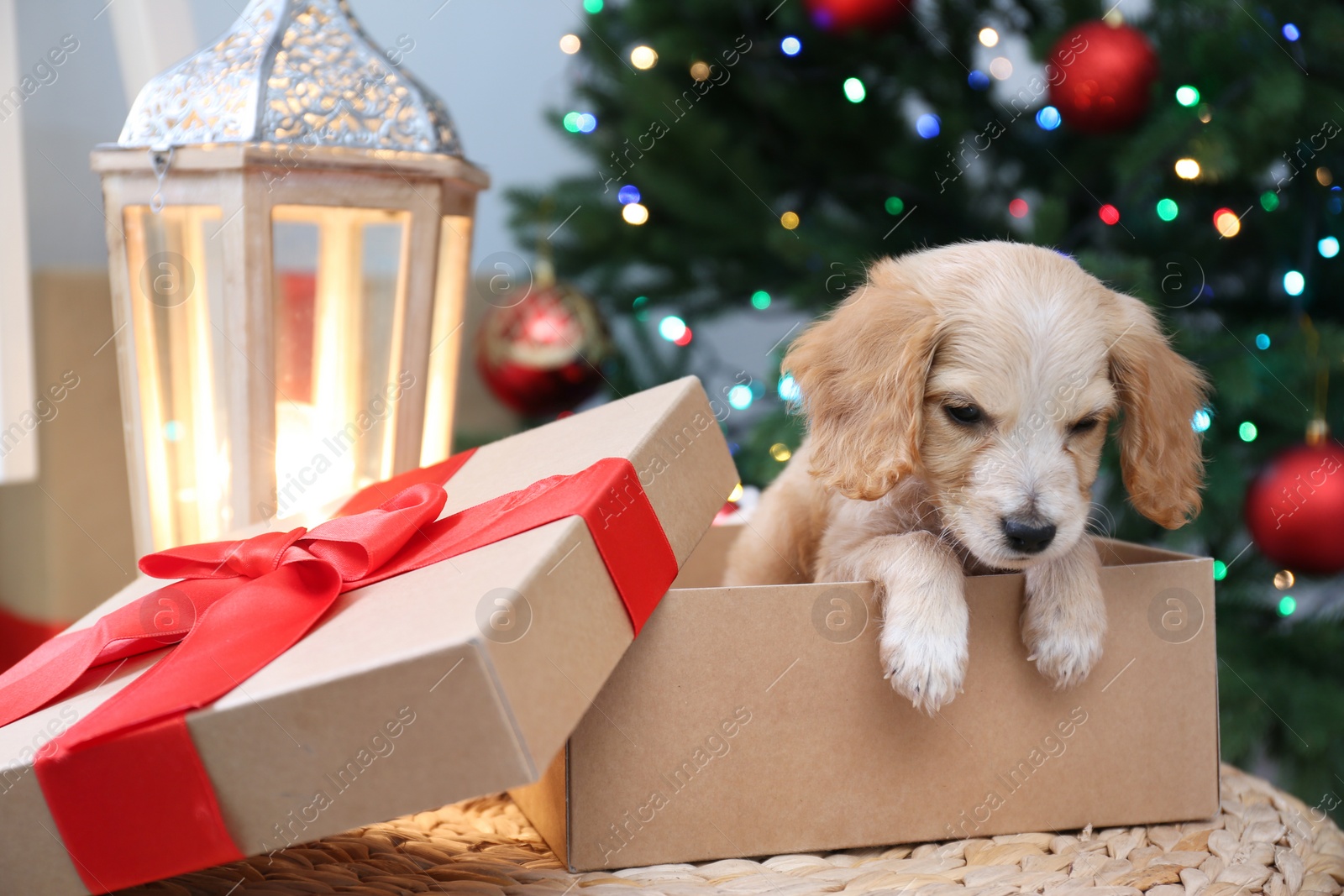 Photo of Cute English Cocker Spaniel puppy in Christmas gift box indoors