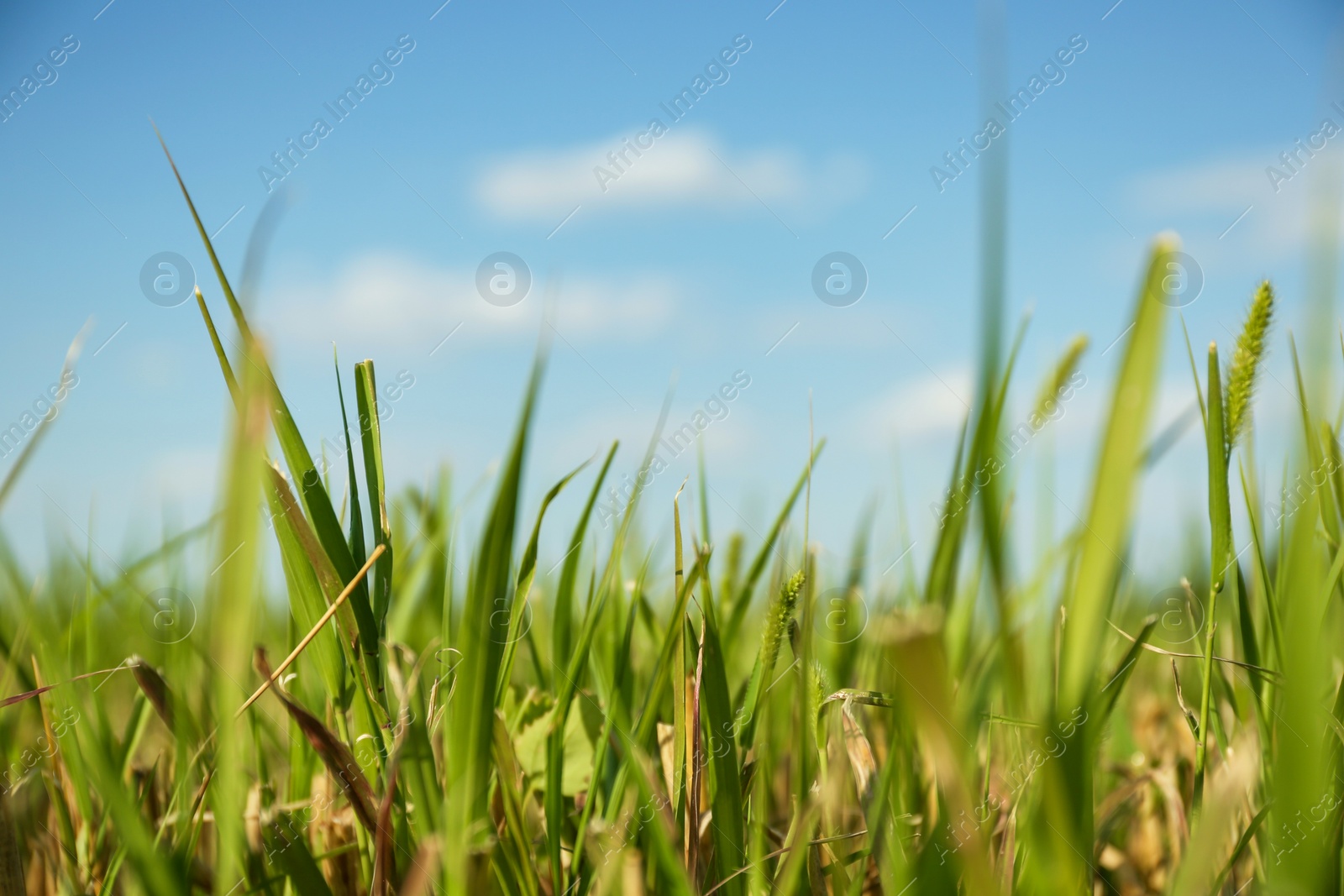 Photo of Green grass in field on sunny day, closeup